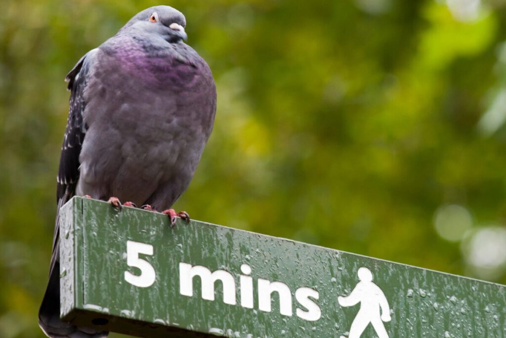 Green sign reading “5 mins” with a pigeon sitting on top of the sign