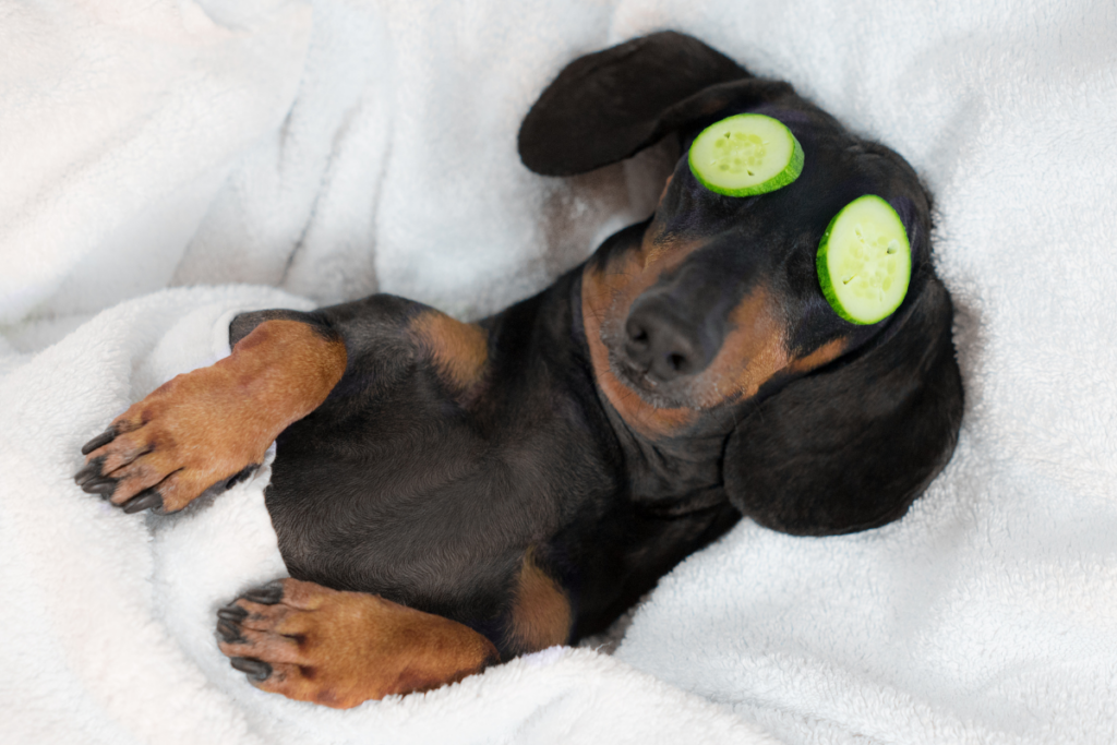 Dachshund tucked in a fluffy white blanket with cucumber slices over its eyes in full spa mode