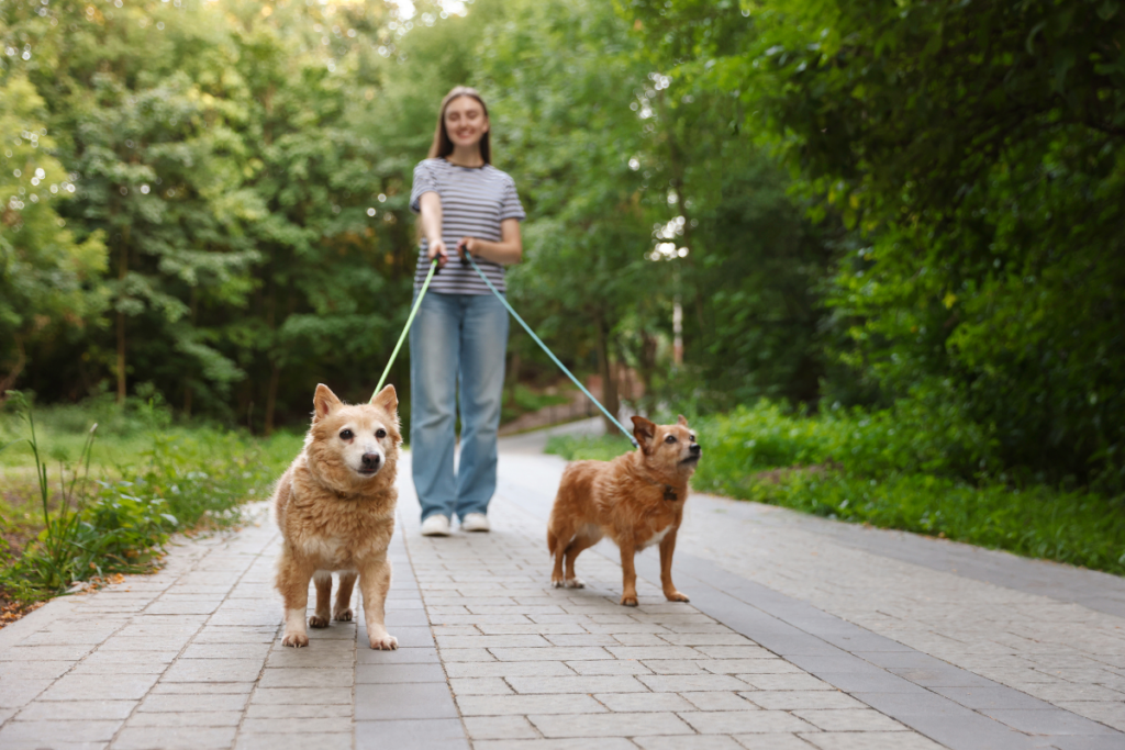 Woman smiling as she walks two small dogs along a tree-lined path on a relaxed, easygoing morning